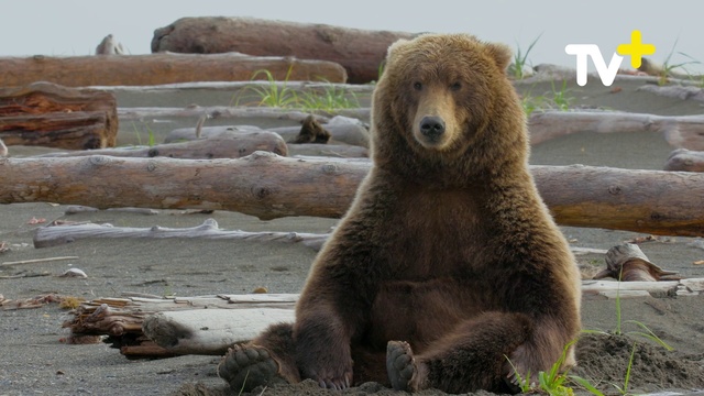 Video Reference: Kodiak bear, Brown bear, Plant, Grizzly bear, Carnivore, Terrestrial animal, Bear, Landscape, Wildlife, Fur