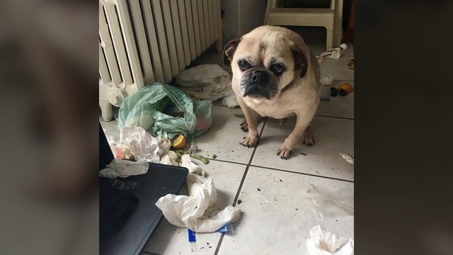 Video Reference: Dog, Pug, Dog breed, Carnivore, Fawn, Toy dog, Working animal, Companion dog, Dog supply, Wrinkle