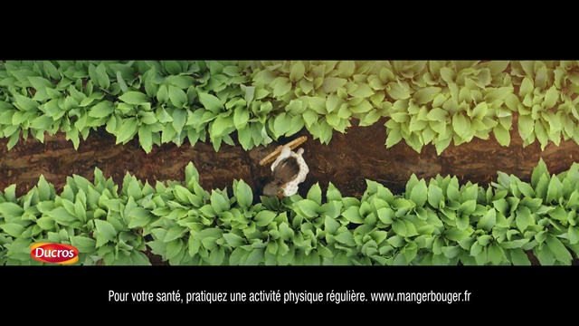 Video Reference: Plant, Leaf, Organism, Grass, Terrestrial plant, Groundcover, Rectangle, Wood, Font, Bird
