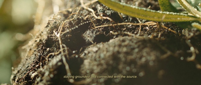 Video Reference: Terrestrial plant, Adaptation, Twig, Terrestrial animal, Grass, Close-up, Pest, Soil, Wildlife, Insect