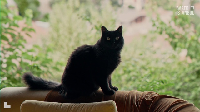 Video Reference: Cat, Vertebrate, Felidae, Carnivore, Small to medium-sized cats, Whiskers, Mammal, Organism, Grey, Bombay