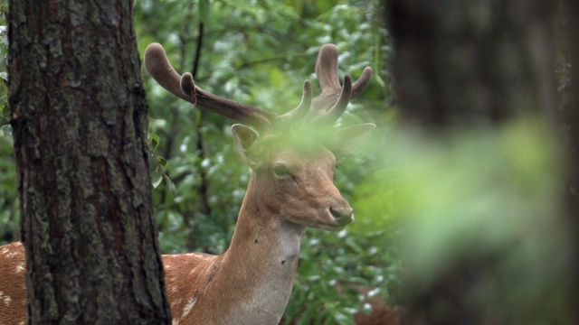 Video Reference: Plant, Deer, Branch, Wood, Tree, Biome, Fawn, Terrestrial plant, Terrestrial animal, Trunk