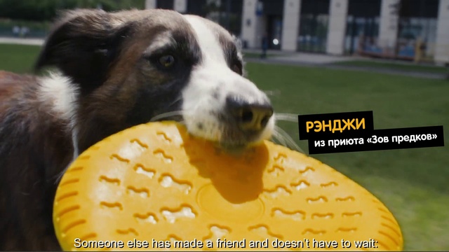 Video Reference: Dog, Dog breed, Carnivore, Companion dog, Fawn, Plant, Grass, Whiskers, Snout, Working animal