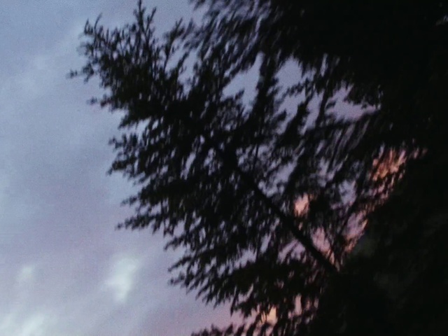 Video Reference: Cloud, Sky, Atmosphere, Branch, Twig, Atmospheric phenomenon, Tree, Natural landscape, Tints and shades, Dusk