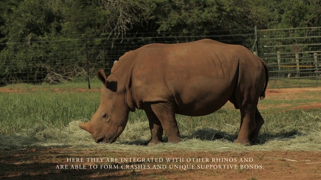 Video Reference: Rhinoceros, White rhinoceros, Ecoregion, Vertebrate, Black rhinoceros, Plant, Natural landscape, Organism, Mammal, Fawn