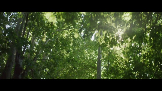 Video Reference: Natural landscape, Terrestrial plant, Trunk, Tree, Shade, Wood, People in nature, Landscape, Plant, Tints and shades