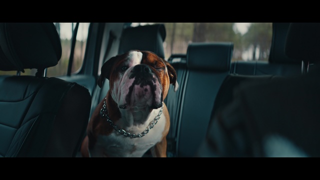 Video Reference: Dog, Carnivore, Bulldog, Sunglasses, Fawn, Dog breed, Companion dog, Snout, Vehicle door, Window