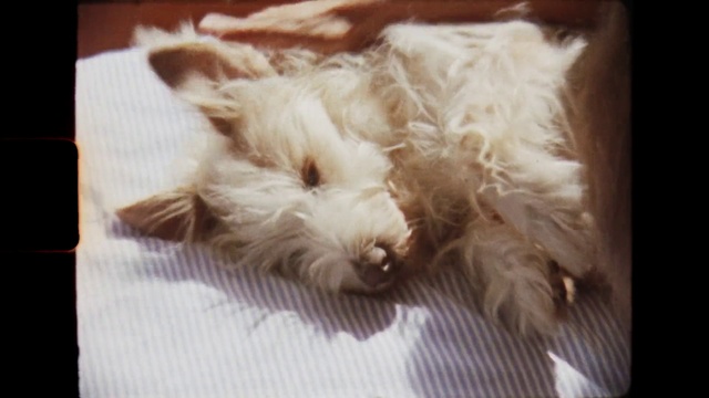 Video Reference: Dog, Carnivore, Working animal, Toy dog, Whiskers, Companion dog, Dog breed, Small terrier, Terrier, Scottish terrier