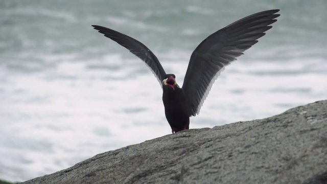 Video Reference: Water, Bird, Beak, Lari, Lake, Feather, Tail, Gull, Wing, Seabird