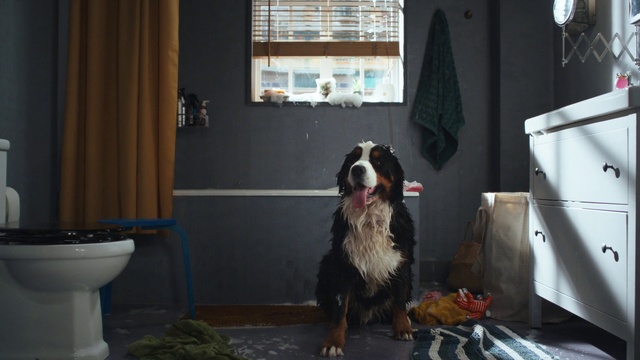 Video Reference: Dog, Window, Plant, Carnivore, Dog breed, Interior design, Curtain, Companion dog, Flooring, Flowerpot