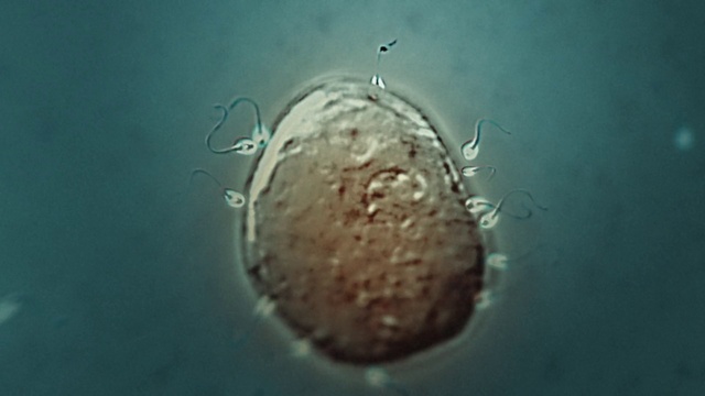 Video Reference: Water, Liquid, Fluid, Organism, Moisture, Marine biology, Macro photography, Plankton, Drop, Science