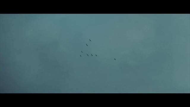 Video Reference: Bird, Sky, Animal migration, Wing, Bird migration, Flock, Electric blue, Wildlife, Event, Science