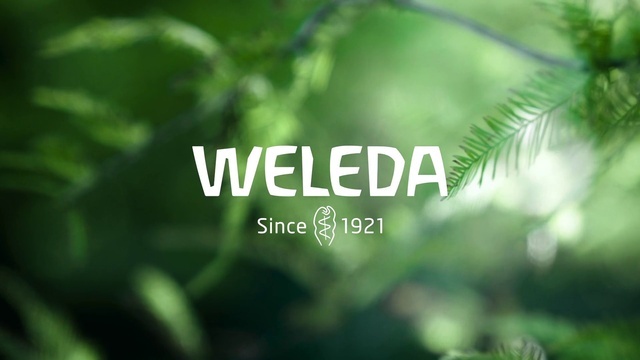 Video Reference: Plant, Terrestrial plant, Tree, Grass, Font, Natural landscape, Flowering plant, Macro photography, Happy, Arecales