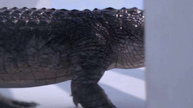 Video Reference: Water, Snout, Tail, Eyelash, Reptile, Electric blue, Terrestrial animal, Winter, Wool, Pattern