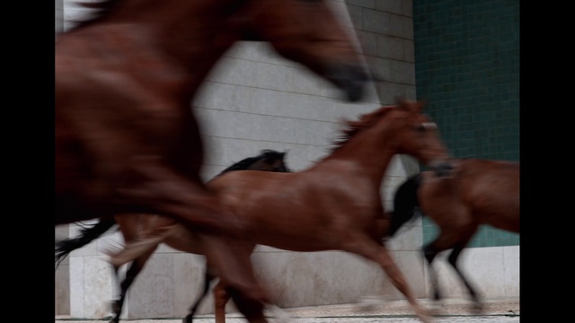 Video Reference: Horse, Liver, Working animal, Fawn, Horse tack, Bridle, Horse supplies, Dog breed, Sorrel, Pack animal