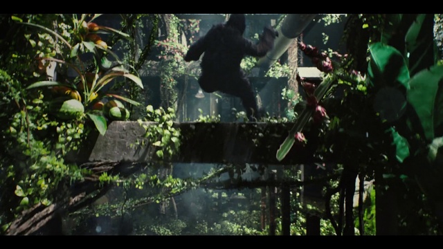 Video Reference: Plant, Green, Organism, Terrestrial plant, Grass, Font, Natural landscape, Darkness, Landscape, Forest