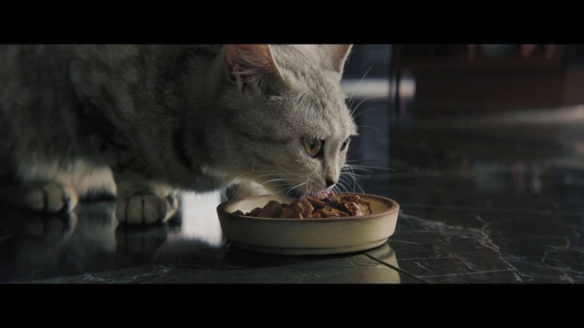 Video Reference: Food, Cat, Cat food, Tableware, Recipe, Ingredient, Carnivore, Cat supply, Animal feed, Felidae