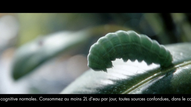 Video Reference: Plant, Terrestrial plant, Grass, Natural landscape, Macro photography, Art, Twig, Perennial plant, Symmetry, Plant stem