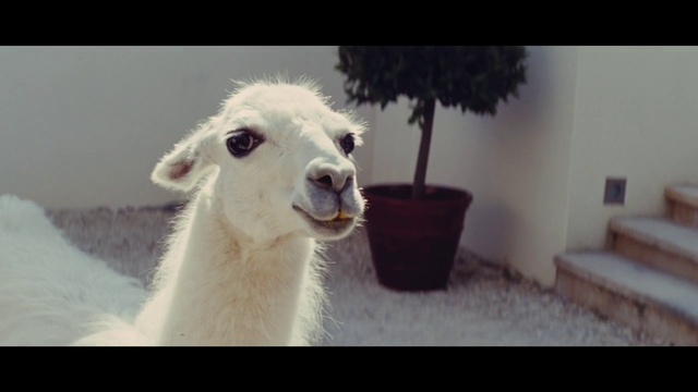 Video Reference: Llama, Plant, Alpaca, Flowerpot, Terrestrial animal, Livestock, Camelid, Sheep, Houseplant, Tree