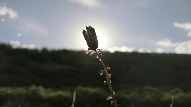 Video Reference: Cloud, Sky, Plant, Natural landscape, Flash photography, Twig, Cumulus, Landscape, Grassland, Meadow