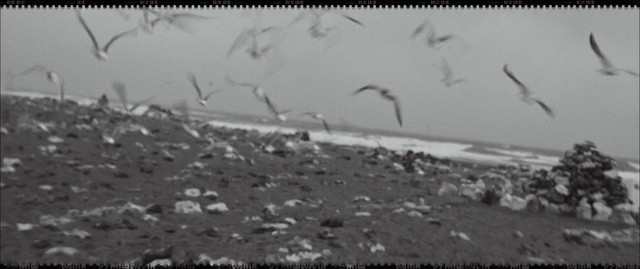 Video Reference: Bird, Water, Black-and-white, Atmospheric phenomenon, Liquid, Sky, Landscape, Geological phenomenon, Wind wave, Wing