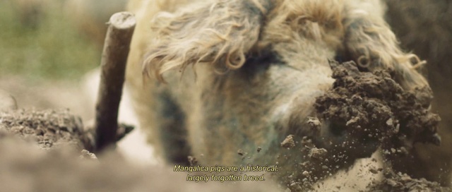 Video Reference: Dog breed, Working animal, Carnivore, Liver, Companion dog, Terrestrial animal, Livestock, Alpaca, Terrier, Fur