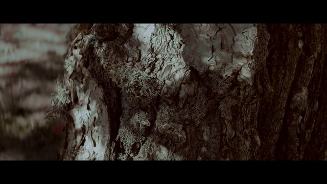 Video Reference: Atmosphere, Plant, Sky, Flash photography, Wood, Twig, Organism, Natural landscape, Trunk, Grass