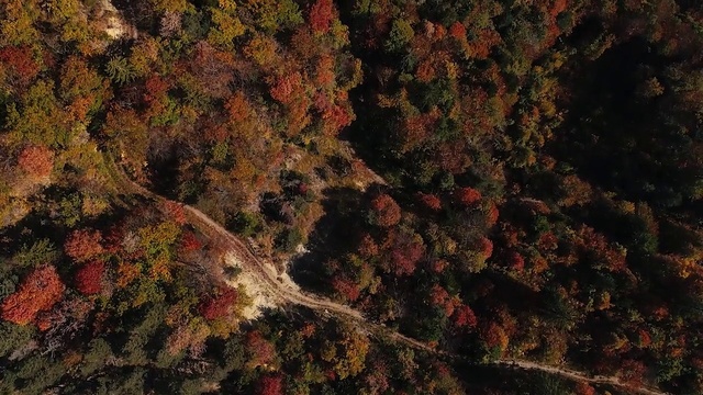 Video Reference: Brown, Terrestrial plant, Groundcover, Tree, Deciduous, Flowering plant, Art, Pattern, Landscape, Twig