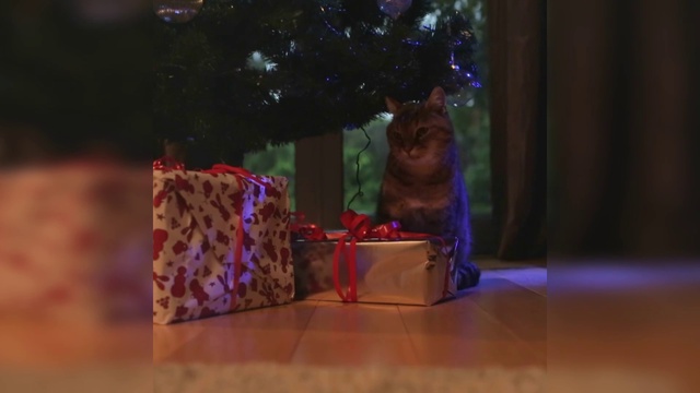 Video Reference: Purple, Plant, Violet, Fawn, Entertainment, Toy, Wood, Tree, Event, Magenta