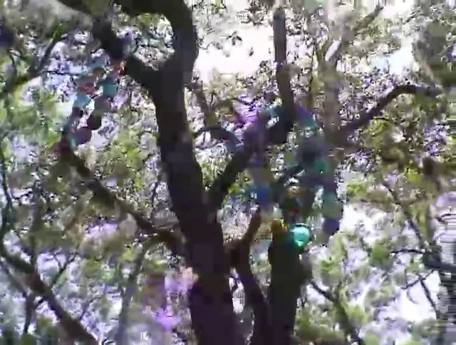 Video Reference: Flower, Purple, Twig, Tree, Petal, Flowering plant, Blossom, Trunk, Prunus, Plant
