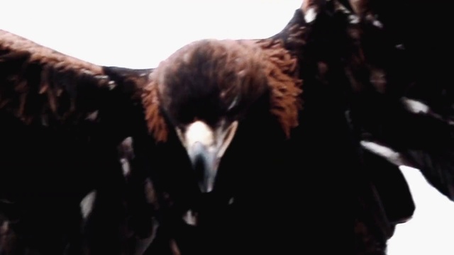 Video Reference: Bird, Accipitridae, Beak, Organism, Sky, Feather, Falconiformes, Eagle, Bird of prey, Wing