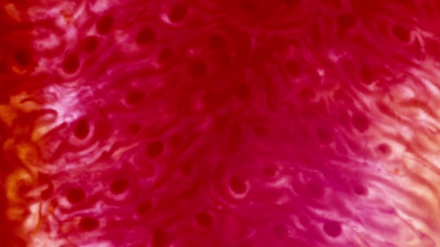 Video Reference: Flower, Pink, Petal, Water, Natural material, Magenta, Terrestrial plant, Annual plant, Plant, Pattern