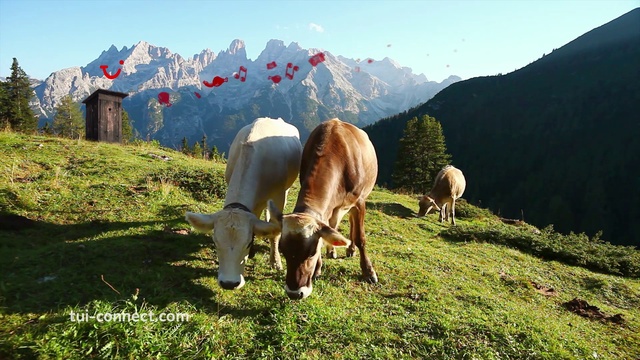 Video Reference: Sky, Mountain, Plant, Natural landscape, Working animal, Highland, Tree, Fawn, Mountainous landforms, Grassland