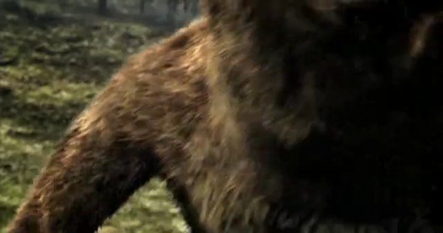 Video Reference: animal, furry, close-up, outdoors, grass, wildlife, brown fur, partial view, nature, mammal