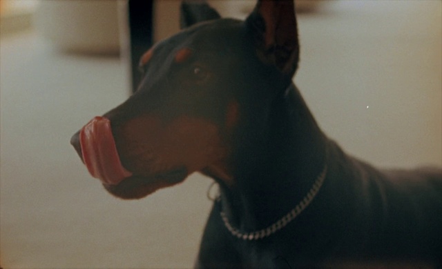 Video Reference: Dog, Collar, Carnivore, Dog breed, Whiskers, Working animal, Fawn, Dog collar, Sighthound, Snout