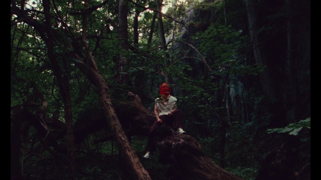 Video Reference: Plant, Plant community, Wood, Terrestrial plant, Tree, Trunk, Natural landscape, Grass, Landscape, Temperate broadleaf and mixed forest