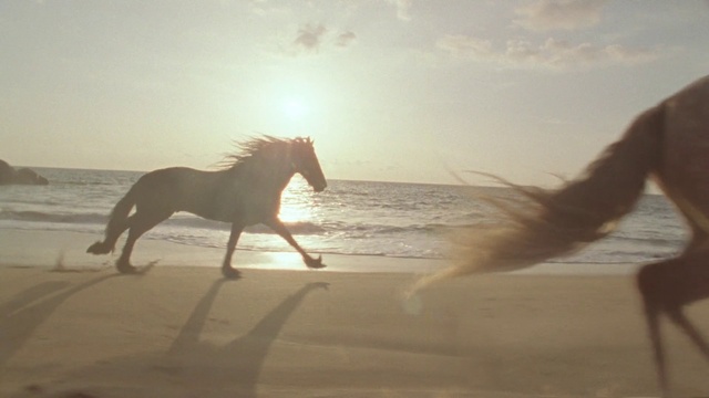 Video Reference: Horse, Water, Sky, Wood, Beach, Body of water, Sunset, Sunrise, Dusk, People on beach