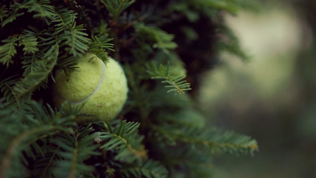 Video Reference: Plant, Larch, Terrestrial plant, Christmas tree, Tree, Twig, Evergreen, Christmas ornament, shortstraw pine, Wood