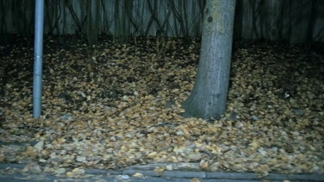 Video Reference: Leaf, Water, Wood, Road surface, Grass, Trunk, Soil, Pebble, Landscape, Flooring