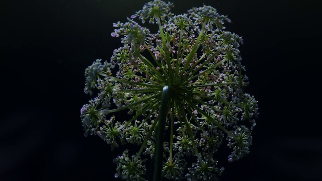Video Reference: Flower, Plant, Terrestrial plant, Flowering plant, Close-up, Flash photography, Trachyspermum ammi, Macro photography, Subshrub, Darkness