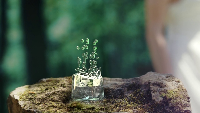 Video Reference: Plant, Wood, Branch, Organism, Terrestrial plant, Grass, Twig, Trunk, Houseplant, Flower