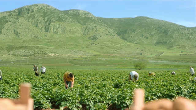 Video Reference: Plant, Mountain, Sky, Plant community, Green, Natural landscape, Land lot, Grass, Agriculture, Plain