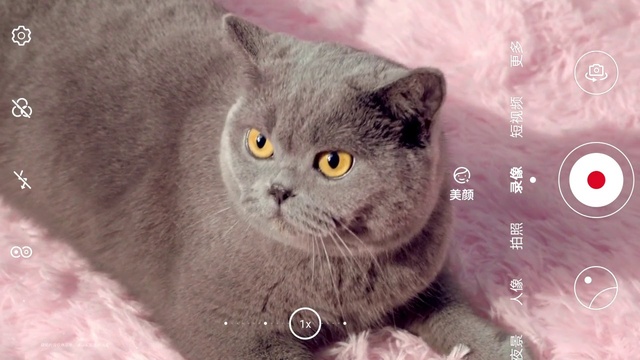 Video Reference: Cat, Eye, Felidae, Carnivore, Small to medium-sized cats, Grey, Whiskers, Snout, Domestic short-haired cat, Fur