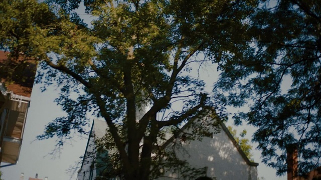 Video Reference: Building, Branch, Twig, Sky, Trunk, Tree, Shade, Tints and shades, Deciduous, Wood