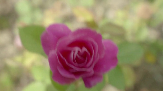 Video Reference: Flower, Plant, Hybrid tea rose, Petal, Rose, Rosa × centifolia, Magenta, Herbaceous plant, Rose family, Rose order
