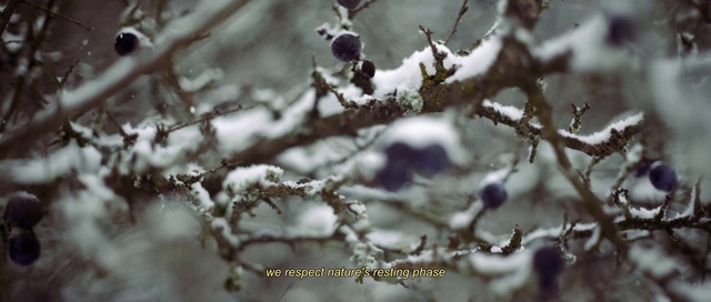 Video Reference: Plant, Snow, Twig, Branch, Freezing, Atmospheric phenomenon, Natural landscape, Wood, Monochrome photography, Close-up