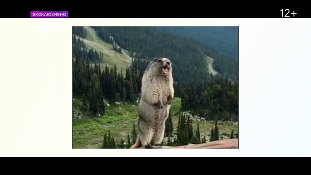 Video Reference: Plant, Mountain, Ecoregion, Natural landscape, Organism, Brown bear, Carnivore, Grizzly bear, Landscape, Kodiak bear