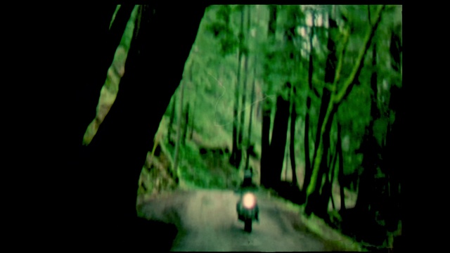 Video Reference: Green, Wood, People in nature, Plant, Natural landscape, Organism, Terrestrial plant, Trunk, Tree, Grass