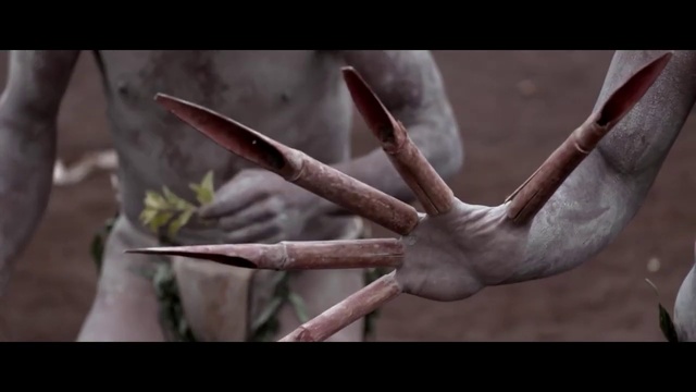 Video Reference: Plant, Twig, Gesture, Art, Wildlife, Hummingbird, Wood, Beak, Event, Grass