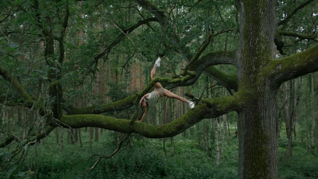 Video Reference: Plant, Tree, Natural landscape, Wood, Terrestrial plant, Trunk, Twig, Grass, Deciduous, Landscape